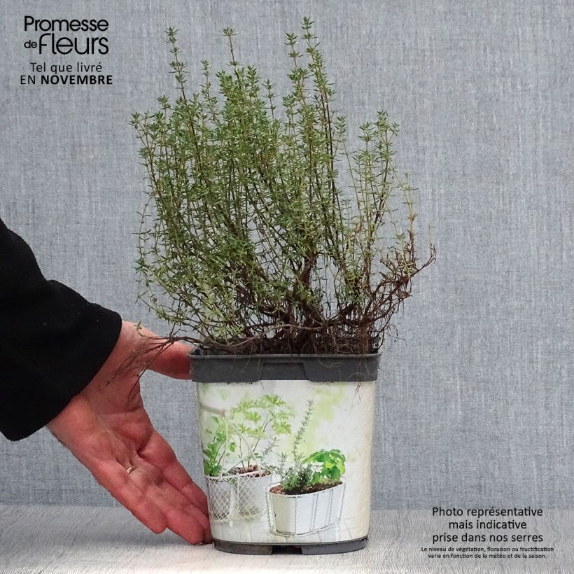 Exemplaar van Echte tijm BIO (jonge planten) - Thymus officinalis Pot van 1 l/1,5 l zoals geleverd in de herfst