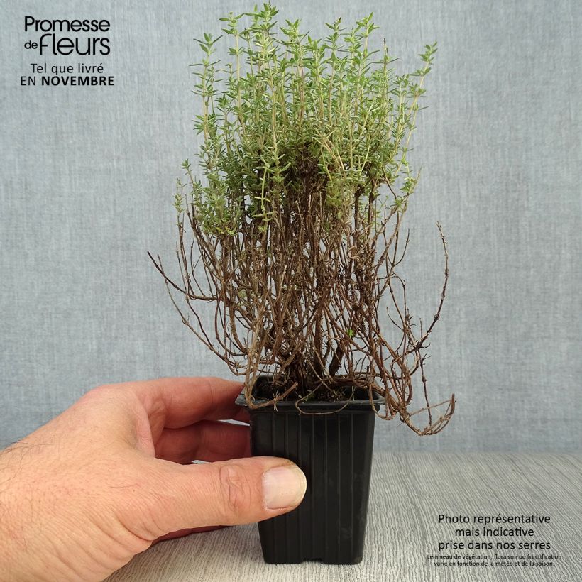 Exemplaar van Sinaasappeltijm Fragrantissimus (jonge planten) - Thymus vulgaris Kweekpotje van 7/8 cm zoals geleverd in de herfst