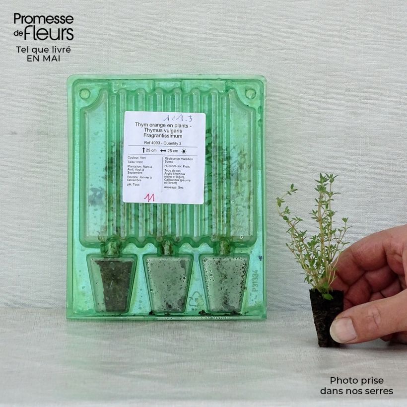 Exemplaar van Sinaasappeltijm Fragrantissimus (jonge planten) - Thymus vulgaris Mini-mot Ø 3/4 cm zoals geleverd in de lente
