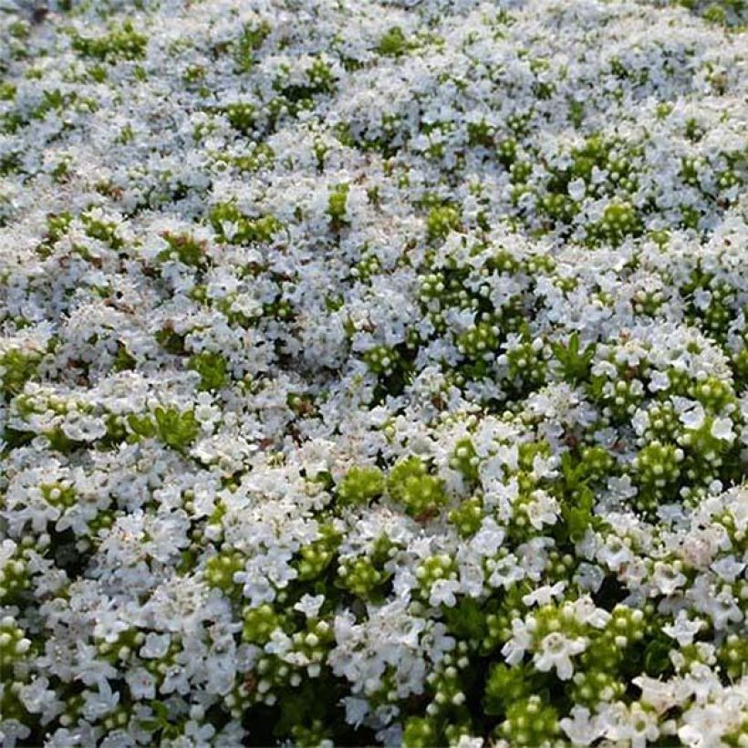 Thymus praecox Albiflorus - Kruiptijm (Flowering)