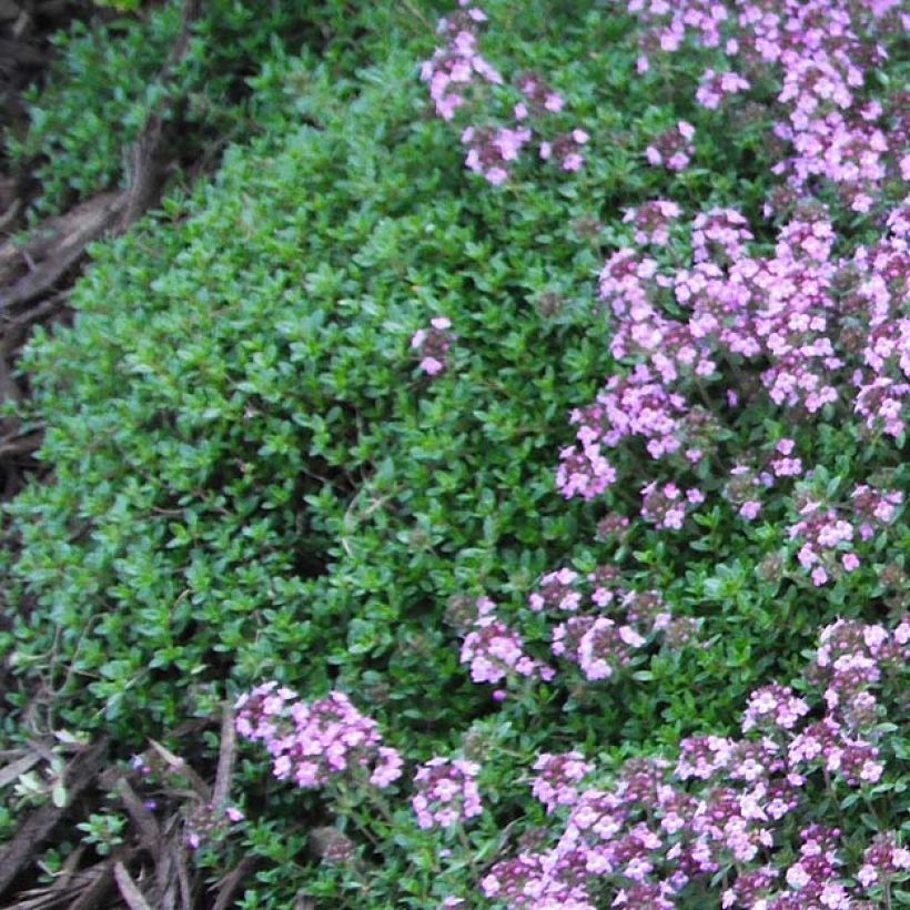 Thymus praecox Coccineus - Kruiptijm (Blad)
