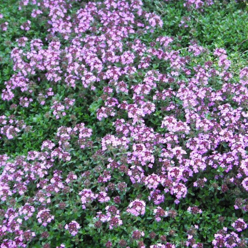 Thymus praecox Coccineus - Kruiptijm (Bloei)
