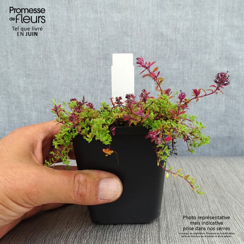 Exemplaar van Thymus praecox Coccineus - Kruiptijm Kweekpotje van 8/9 cm zoals geleverd in de zomer
