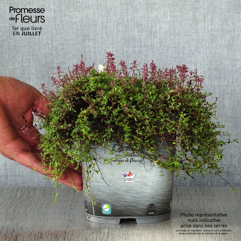 Exemplaar van Thymus praecox Coccineus - Kruiptijm Pot van 2 l/3 l zoals geleverd in de zomer