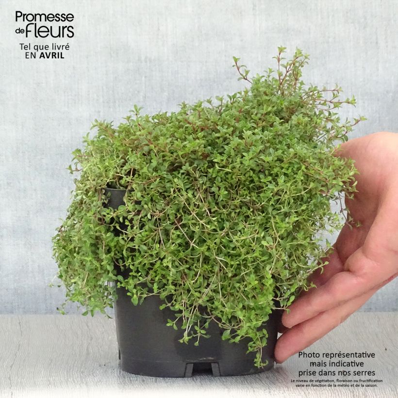 Exemplaar van Thymus praecox Coccineus - Kruiptijm Pot van 2 l/3 l zoals geleverd in de lente