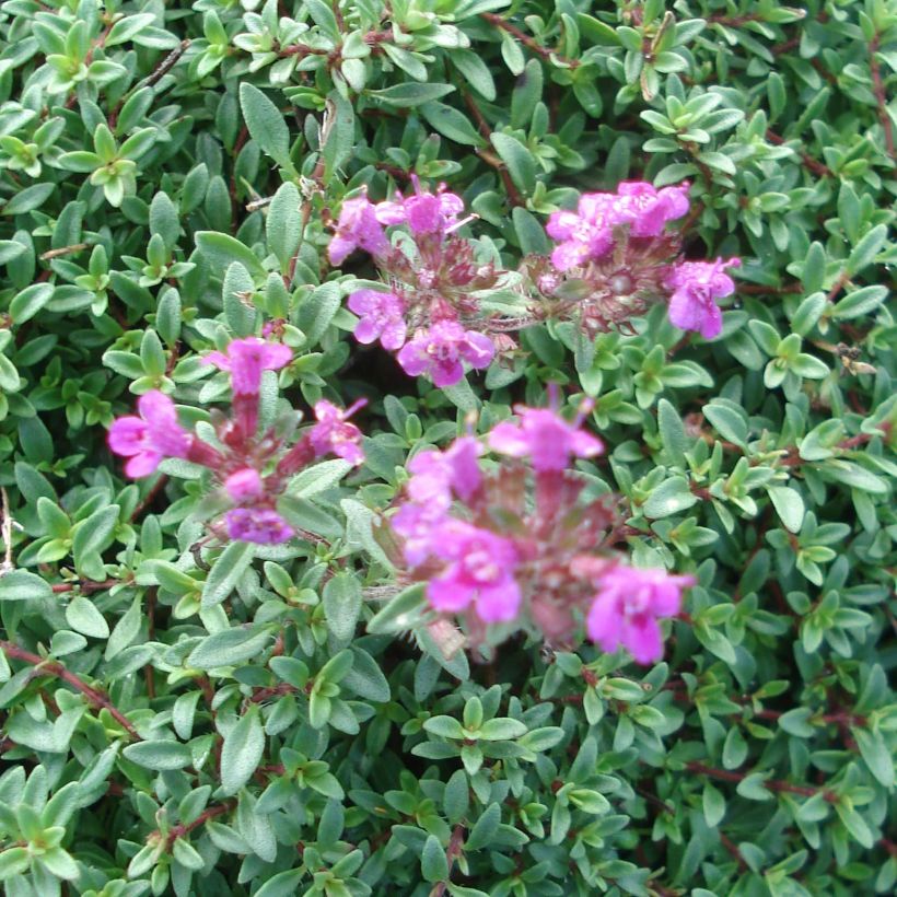 Thymus praecox Purple Beauty - Kruiptijm (Bloei)