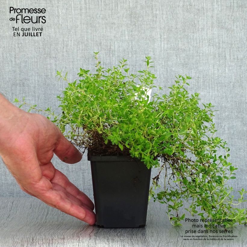 Exemplaar van Thymus praecox Purple Beauty - Kruiptijm Kweekpotje van 8/9 cm zoals geleverd in de zomer