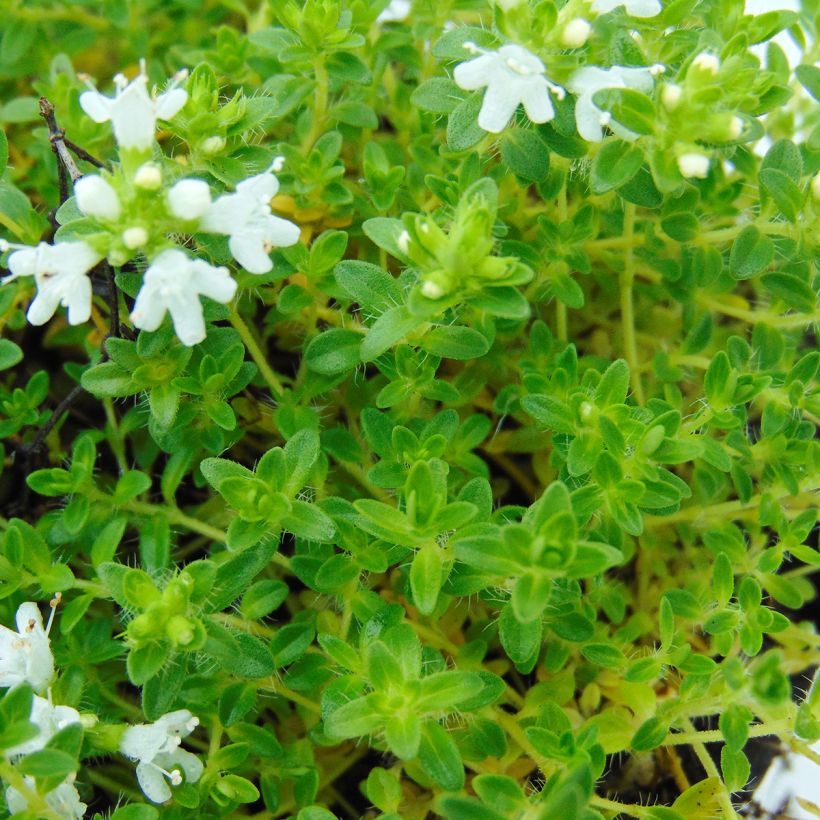 Thymus praecox Albiflorus - Kruiptijm (Foliage)