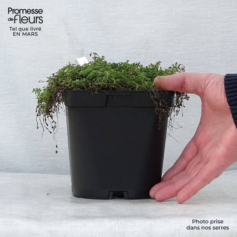 Example of Thymus praecox Albiflorus - Kruiptijm Pot van 2 l/3 l as you get in printemps