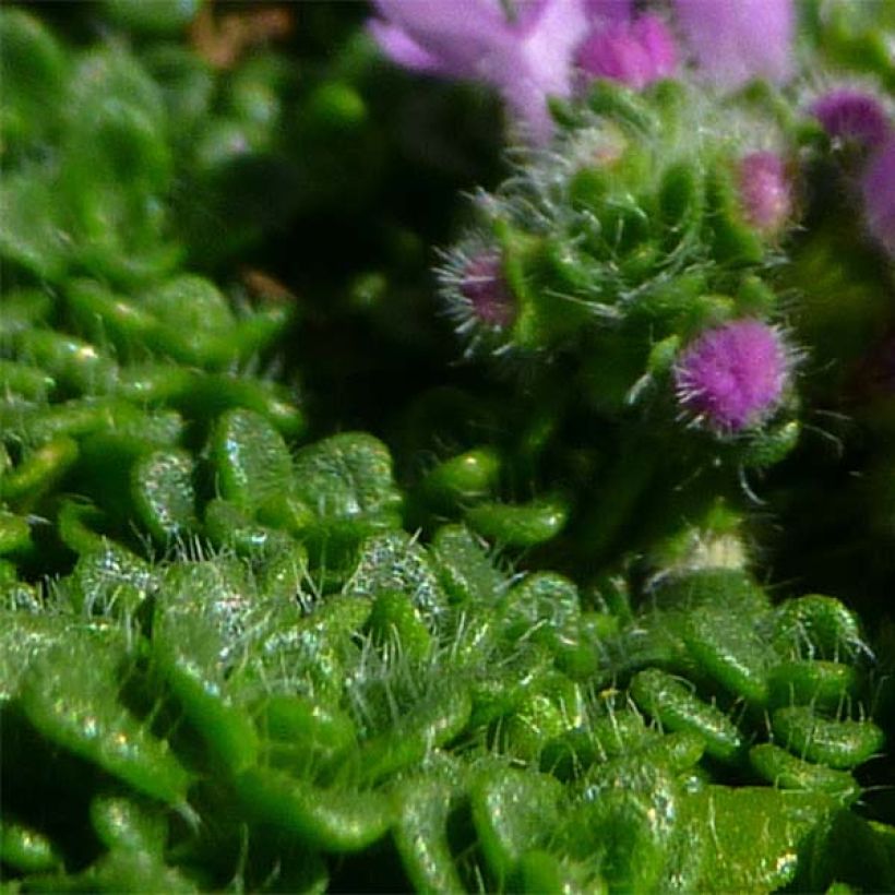 Thymus serpyllum Elfin - Wilde tijm (Blad)