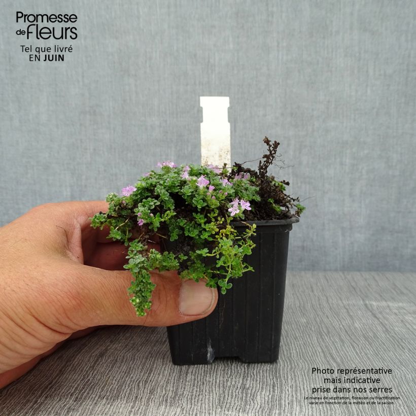 Exemplaar van Thymus serpyllum Elfin - Wilde tijm Kweekpotje van 8/9 cm zoals geleverd in de zomer