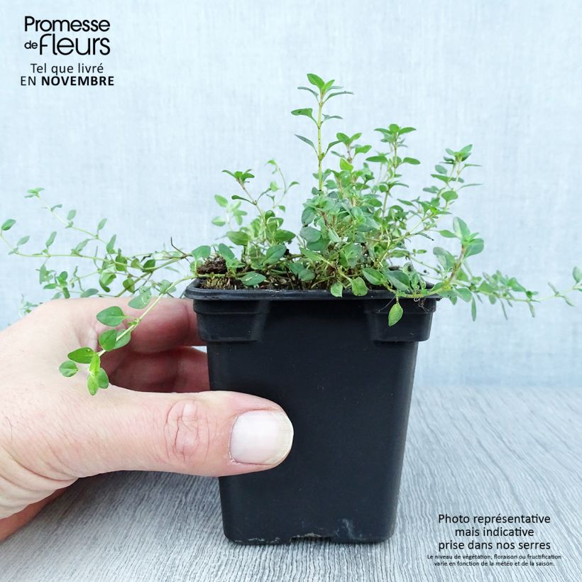 Exemplaar van Wilde tijm - Thymus serpyllum Kweekpotje van 7/8 cm zoals geleverd in de herfst