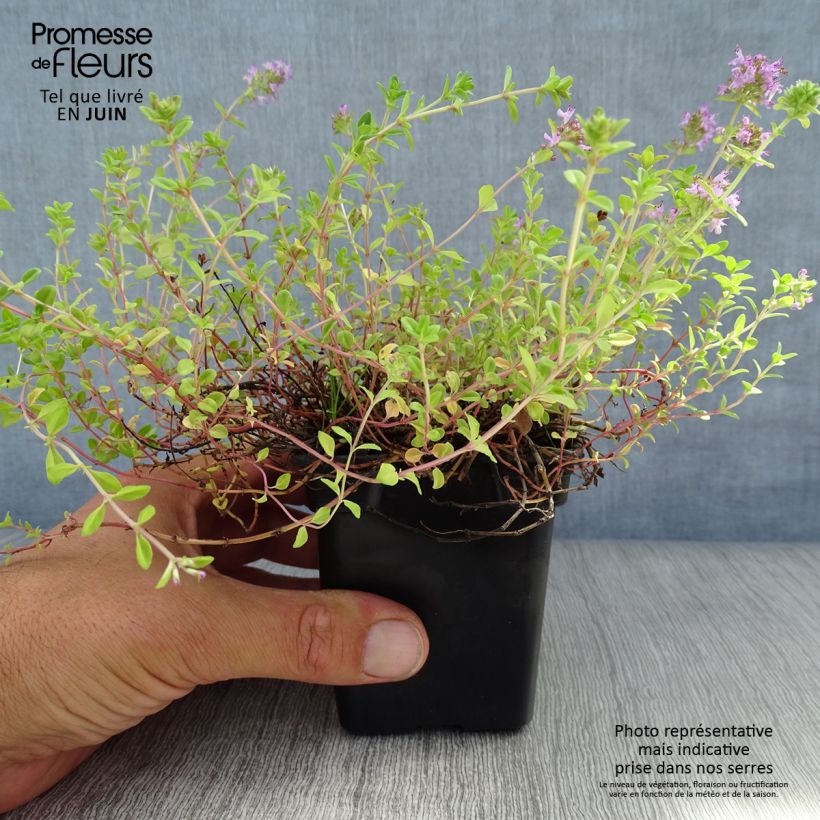 Exemplaar van Wilde tijm - Thymus serpyllum Kweekpotje van 7/8 cm zoals geleverd in de zomer