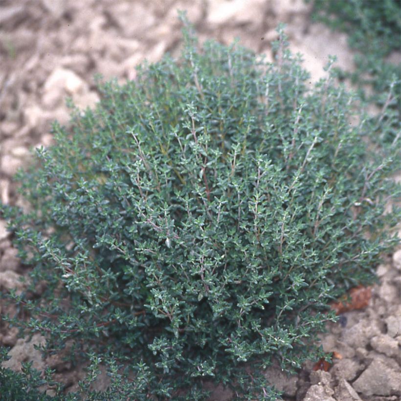 Echte tijm - Thymus vulgaris (jonge planten) - Thymus vulgaris (Groeiplaats)