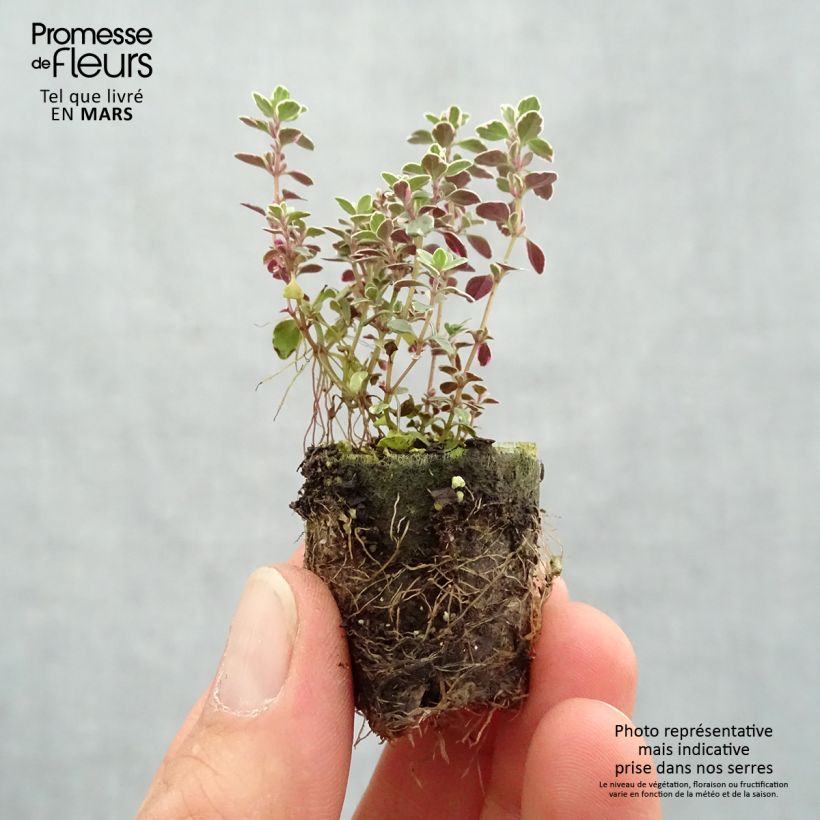 Exemplaar van Thymus Sparkling Bright in planten - Kruiptijm Mini-mot Ø 3/4 cm zoals geleverd in de lente