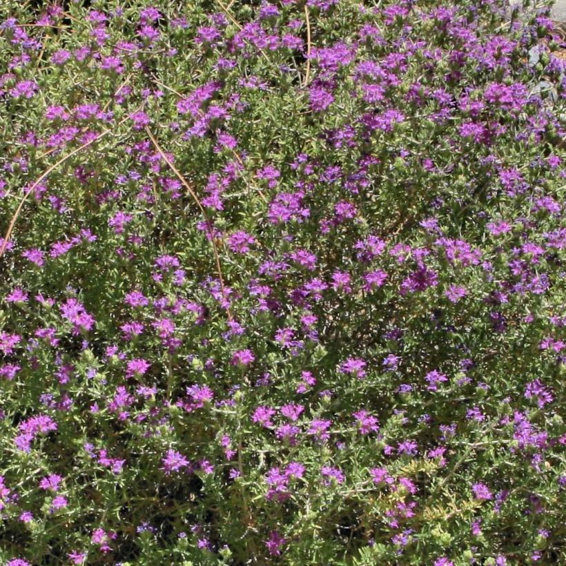 Thymus capitatus - Mediterraanse tijm (Bloei)