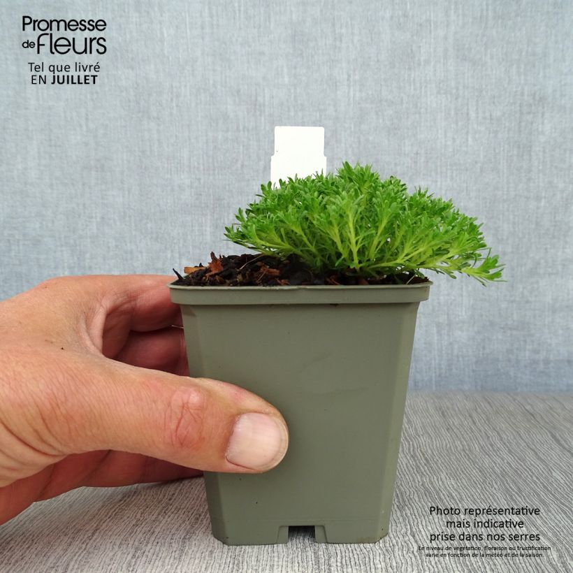 Exemplaar van Thymus capitatus - Mediterraanse tijm Kweekpotje van 8/9 cm zoals geleverd in de zomer