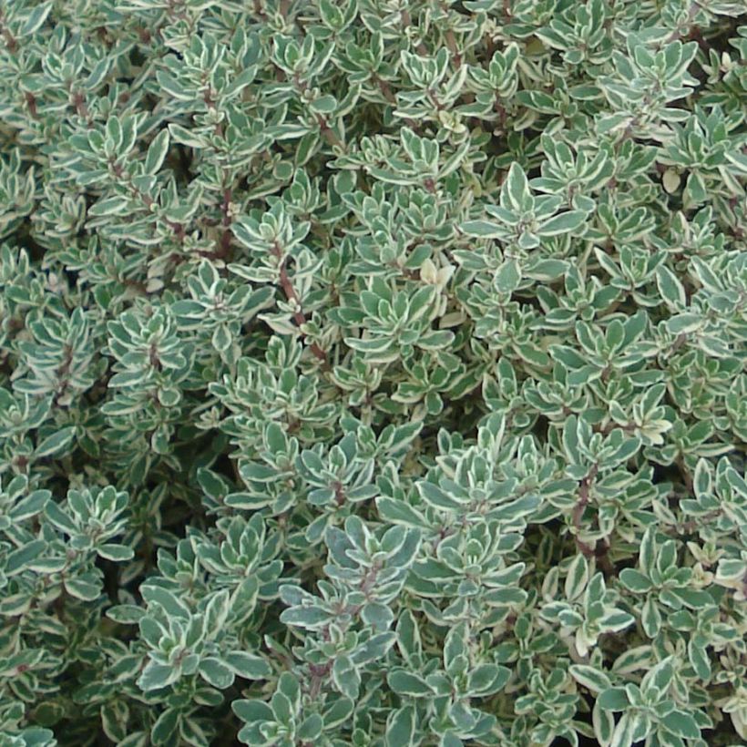 Thymus citriodorus Silver Queen - Citroentijm (Blad)