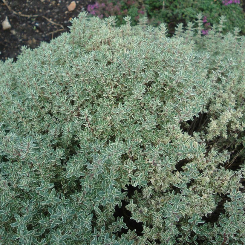 Thymus citriodorus Silver Queen - Citroentijm (Groeiplaats)