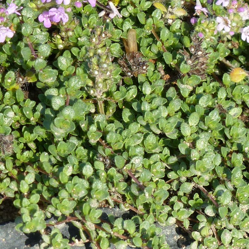 Thymus hirsutus - Behaarde tijm (Blad)
