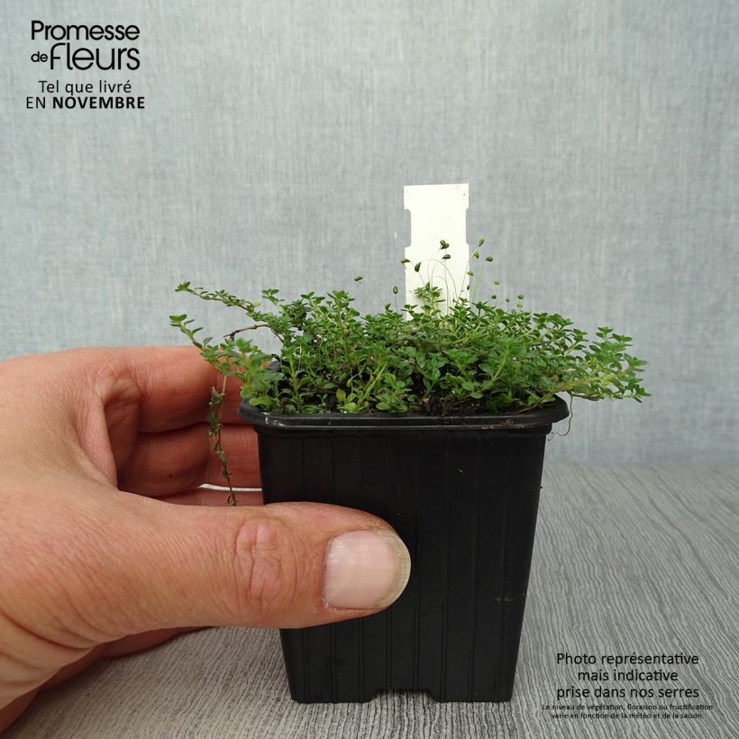 Exemplaar van Thymus hirsutus - Behaarde tijm Kweekpotje van 8/9 cm zoals geleverd in de herfst