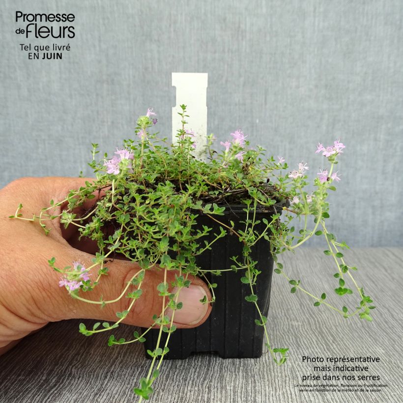 Exemplaar van Thymus hirsutus - Behaarde tijm Kweekpotje van 8/9 cm zoals geleverd in de zomer