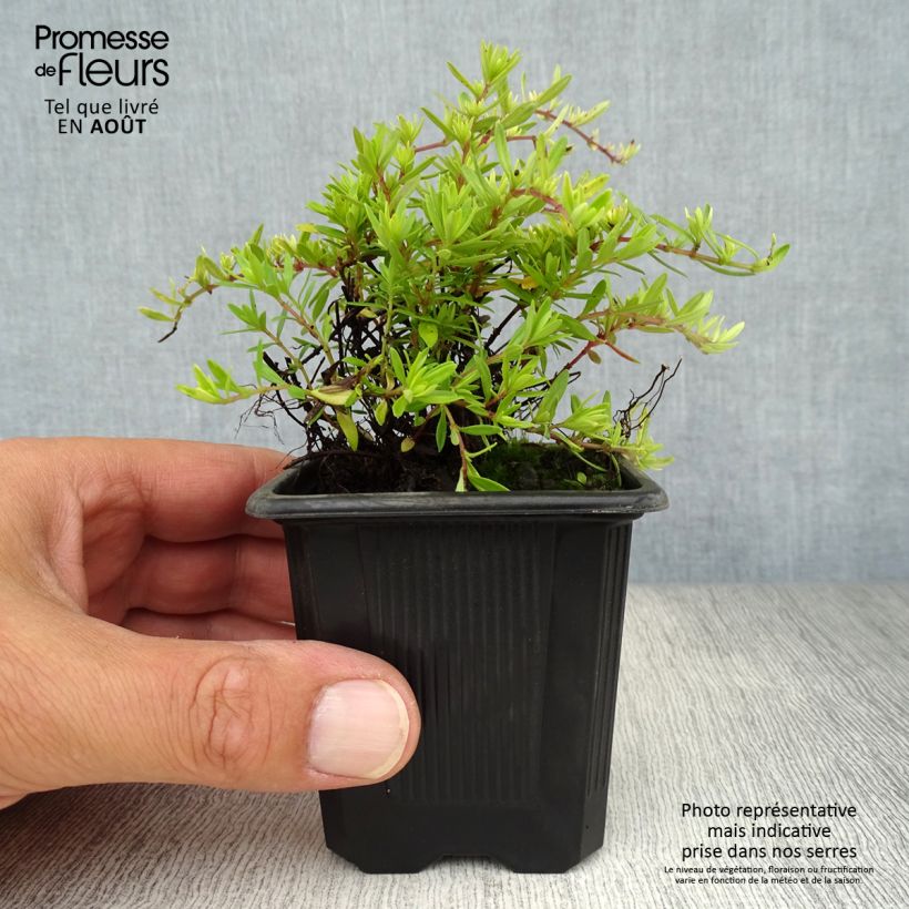 Exemplaar van Thymus longicaulis - Kruiptijm Kweekpotje van 8/9 cm zoals geleverd in de zomer