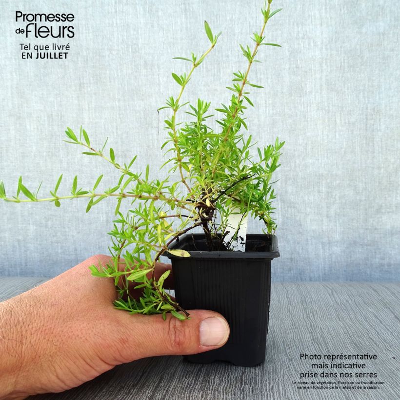 Exemplaar van Thymus nitens - Kruiptijm Kweekpotje van 8/9 cm zoals geleverd in de zomer