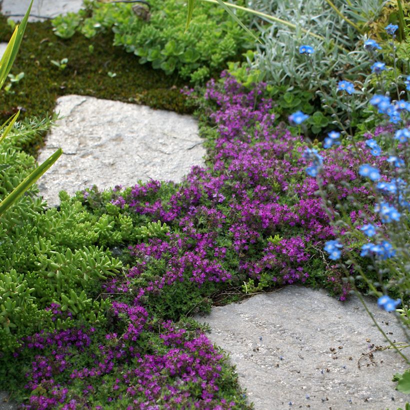 Thymus praecox Bressingham - Kruiptijm (Groeiplaats)