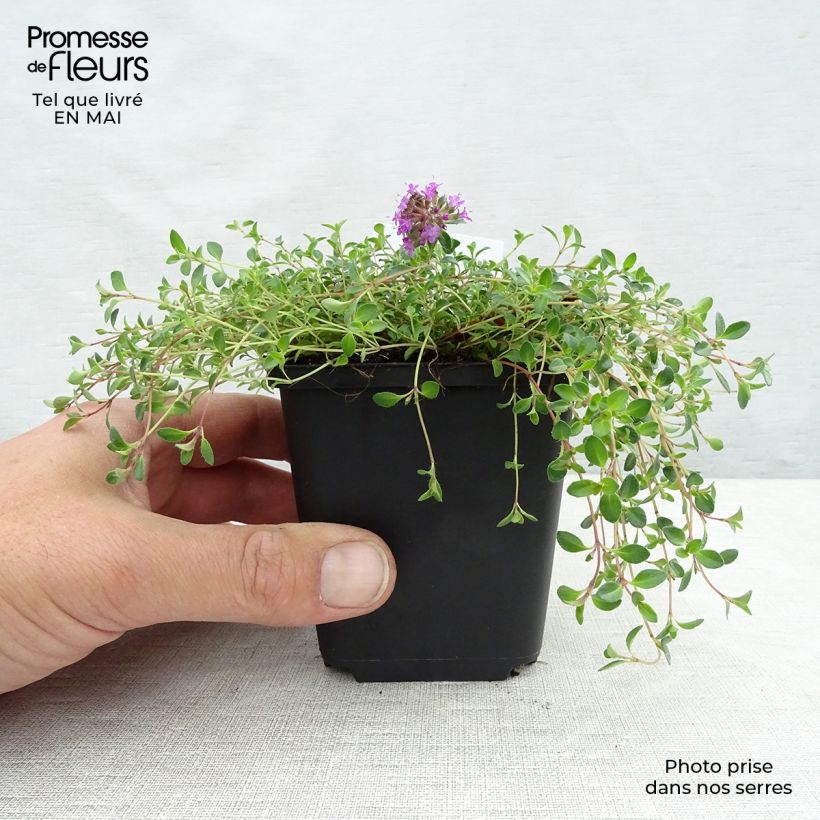 Exemplaar van Thymus praecox Coccineus - Kruiptijm Kweekpotje van 8/9 cm zoals geleverd in de lente