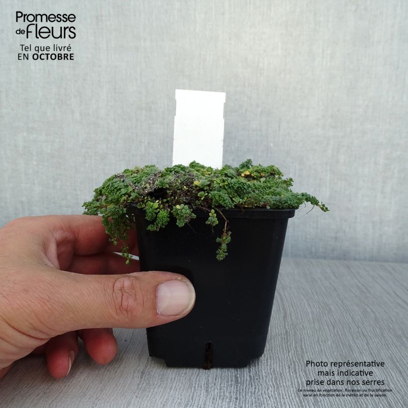 Exemplaar van Thymus praecox Minor - Kruiptijm Kweekpotje van 8/9 cm zoals geleverd in de herfst