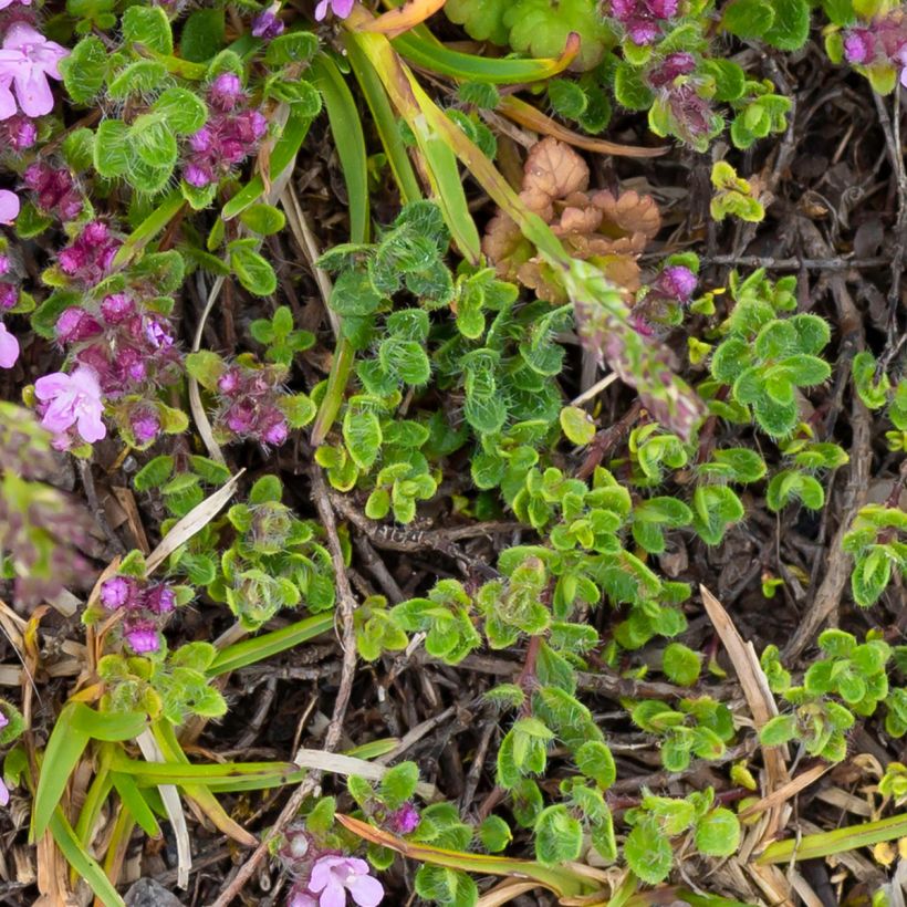 Thymus praecox Minor - Kruiptijm (Blad)