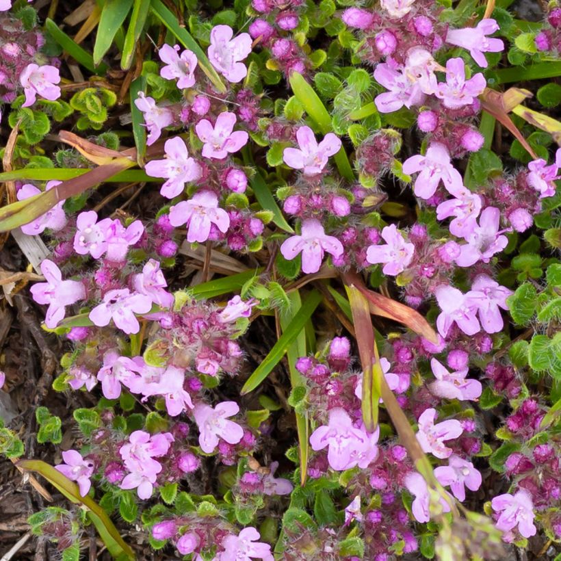 Thymus praecox Minor - Kruiptijm (Bloei)