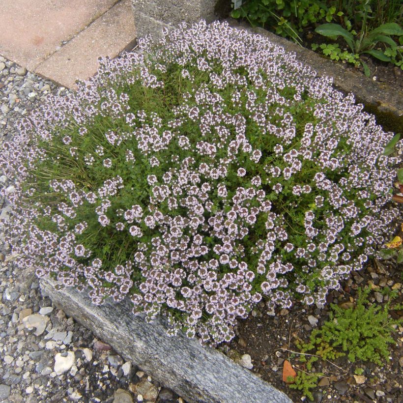 Echte tijm Compactus - Thymus vulgaris (Groeiplaats)