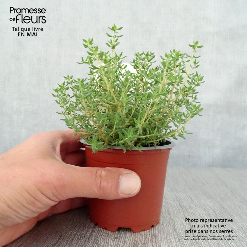 Exemplaar van Tijm Compactus BIO - Thymus vulgaris Pot van 10 cm/11 cm zoals geleverd in de lente