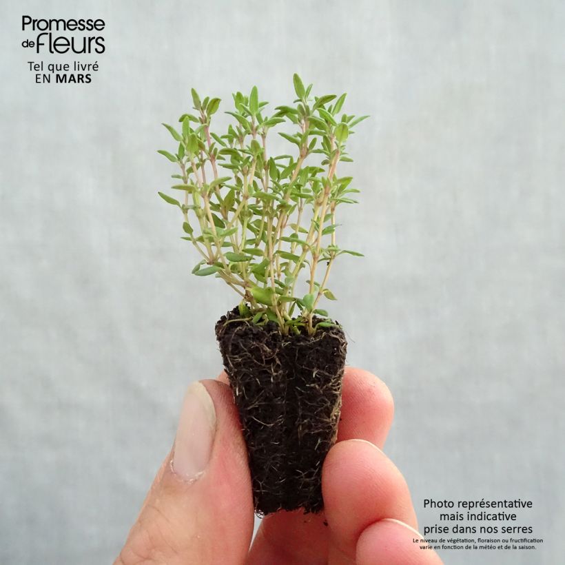 Exemplaar van Tijm Compactus BIO - Thymus vulgaris Mini-mot Ø 3/4 cm zoals geleverd in de lente