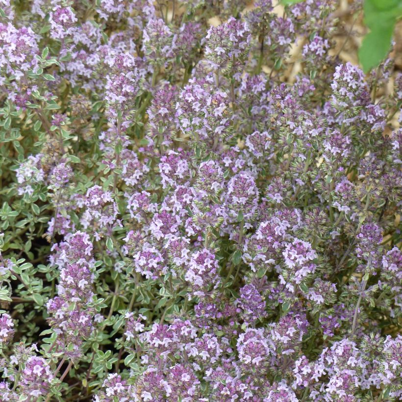 Tijm Silver Posie - Thymus vulgaris (Bloei)
