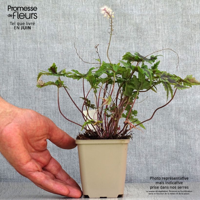 Exemplaar van Tiarella Angel Wings - Schuimbloem Kweekpotje van 8/9 cm zoals geleverd in de zomer