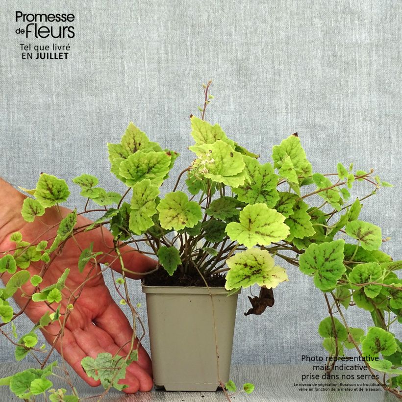 Exemplaar van Tiarella Appalachian Trail - Schuimbloem Kweekpotje van 8/9 cm zoals geleverd in de zomer