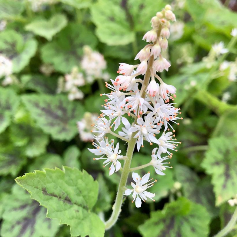 Tiarella Appalachian Trail - Schuimbloem (Bloei)