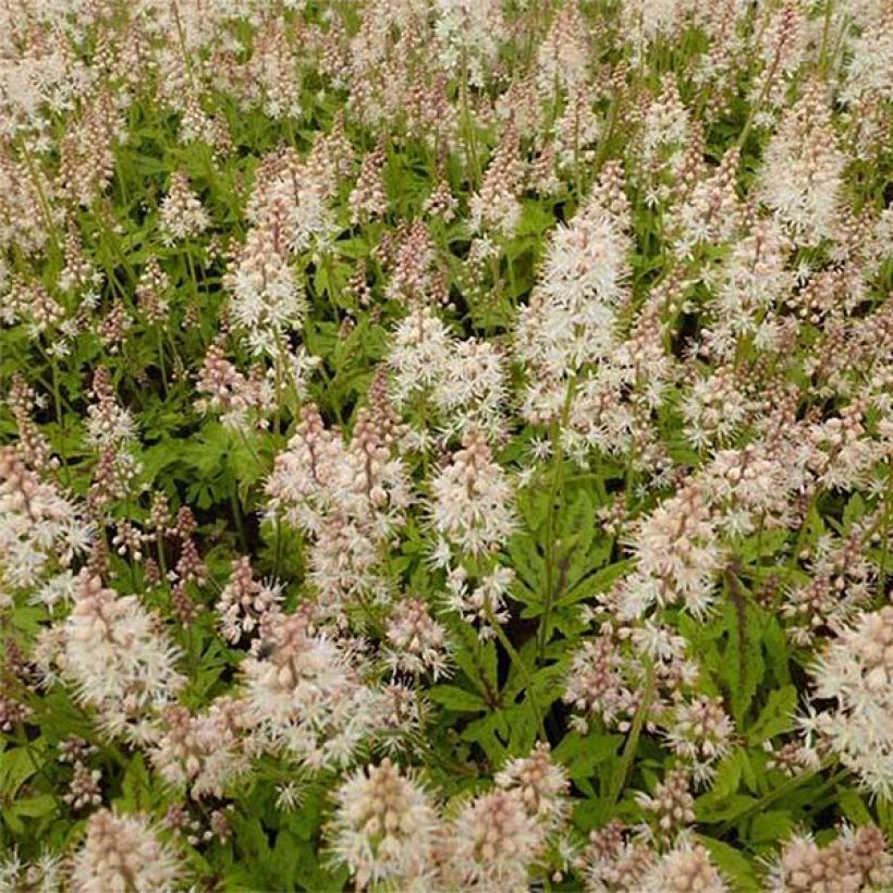 Tiarella Arpeggio - Schuimbloem (Bloei)