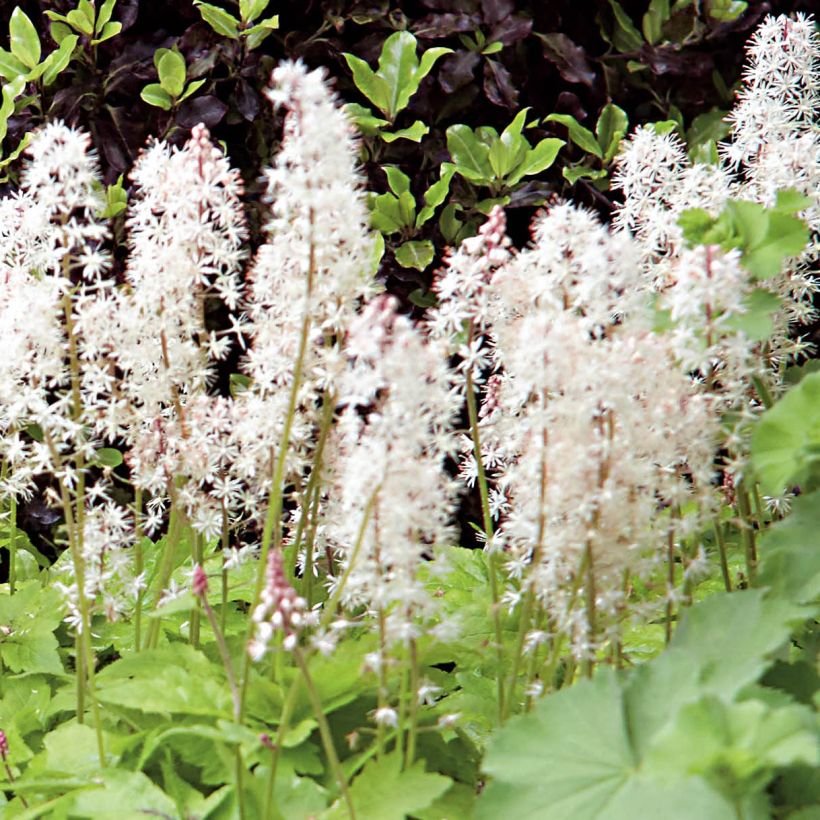 Tiarella Crow Feather - Schuimbloem (Bloei)