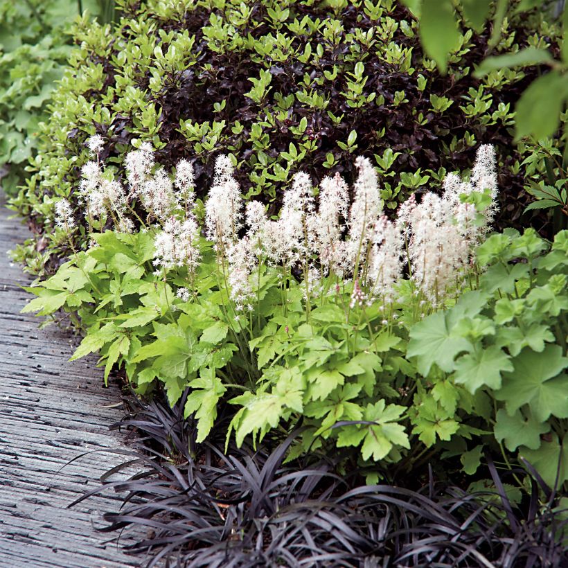 Tiarella Crow Feather - Schuimbloem (Groeiplaats)
