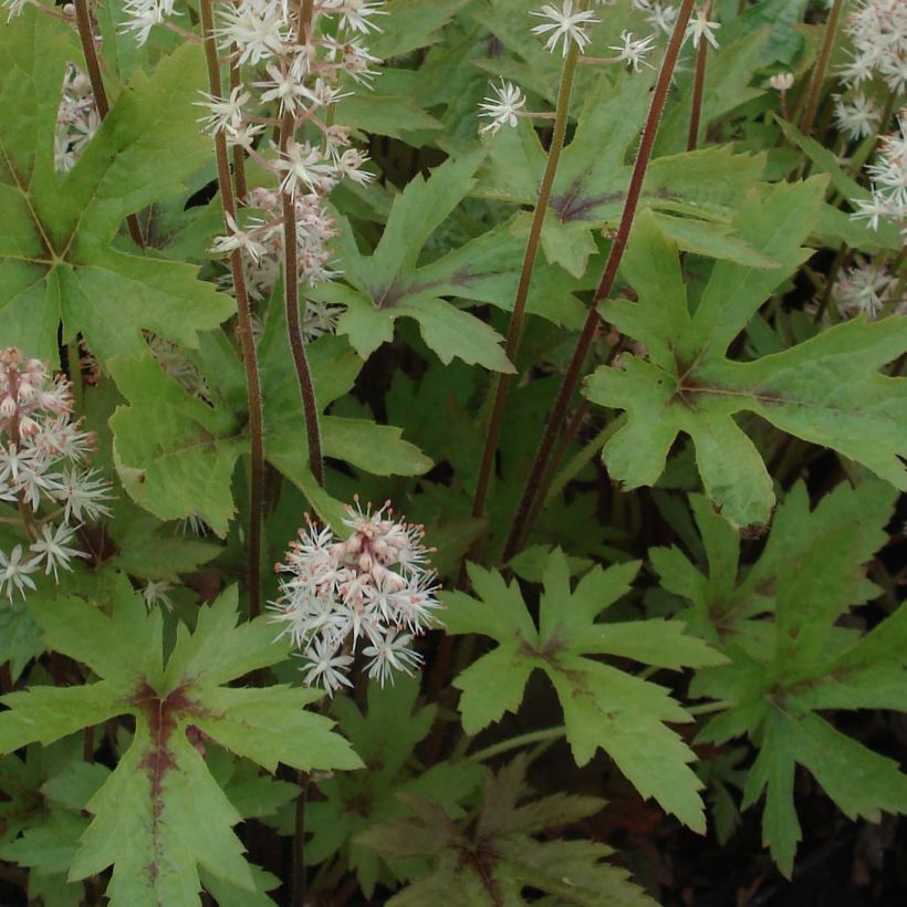 Tiarella Pink Skyrocket - Schuimbloem (Blad)