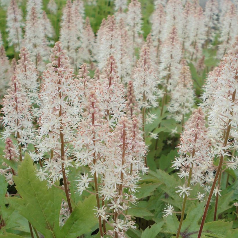 Tiarella Pink Skyrocket - Schuimbloem (Bloei)