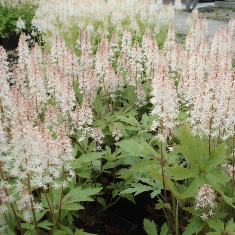 Tiarella Pink Skyrocket - Schuimbloem (Groeiplaats)