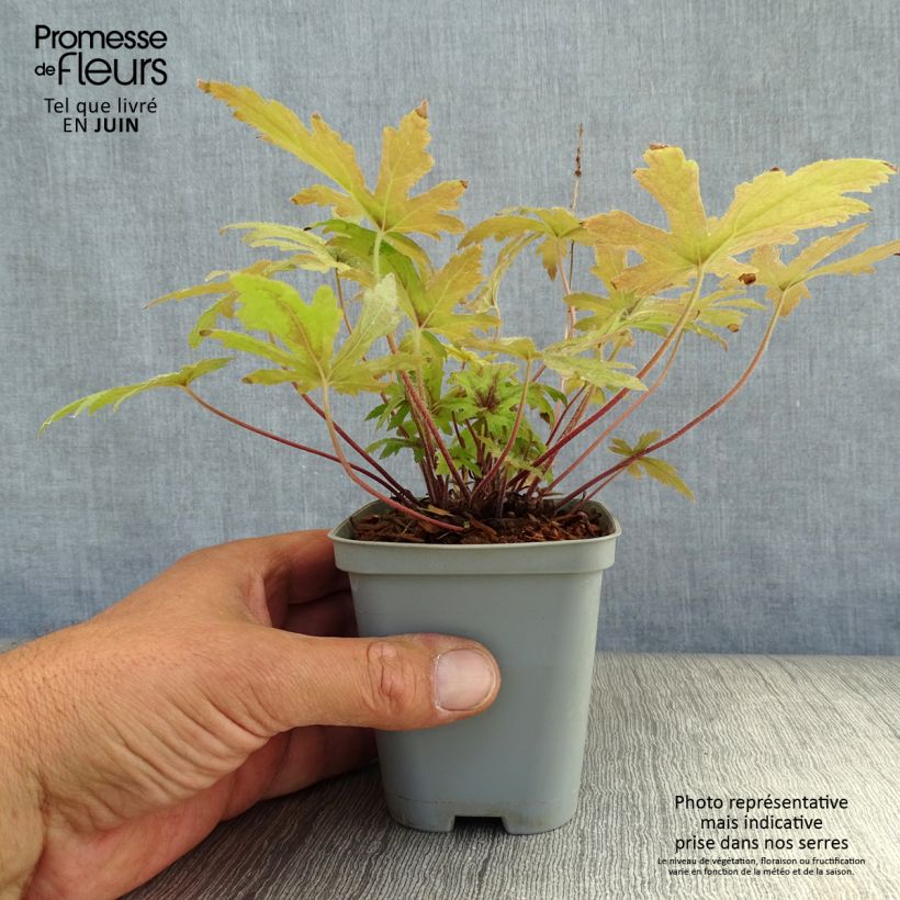 Exemplaar van Tiarella Pink Skyrocket - Schuimbloem Kweekpotje van 8/9 cm zoals geleverd in de zomer