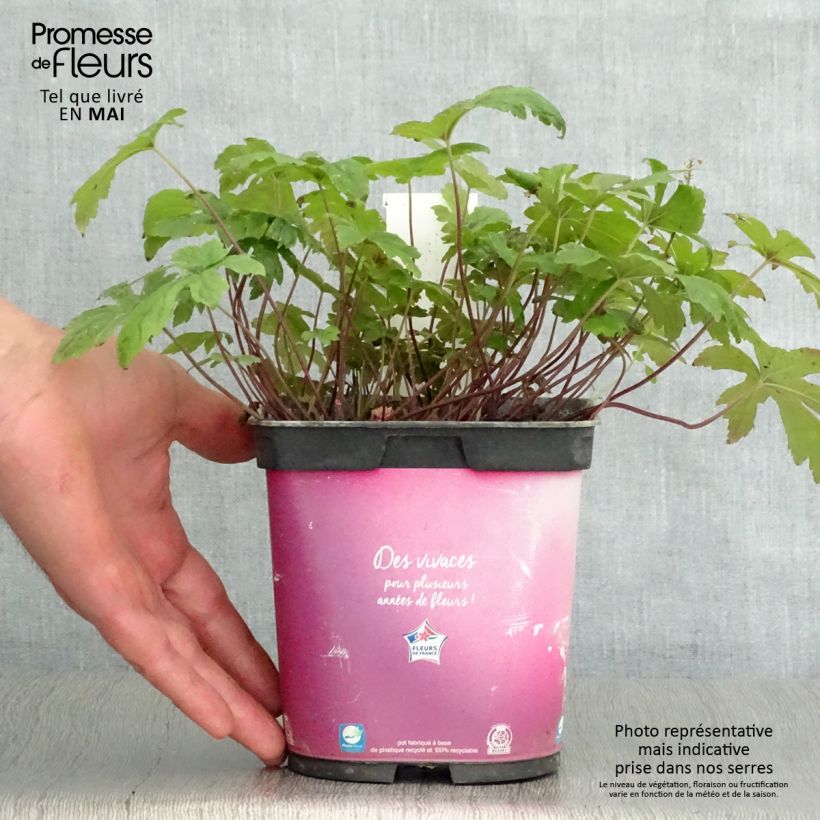Exemplaar van Tiarella Pink Skyrocket - Schuimbloem Pot van 2 l/3 l zoals geleverd in de lente