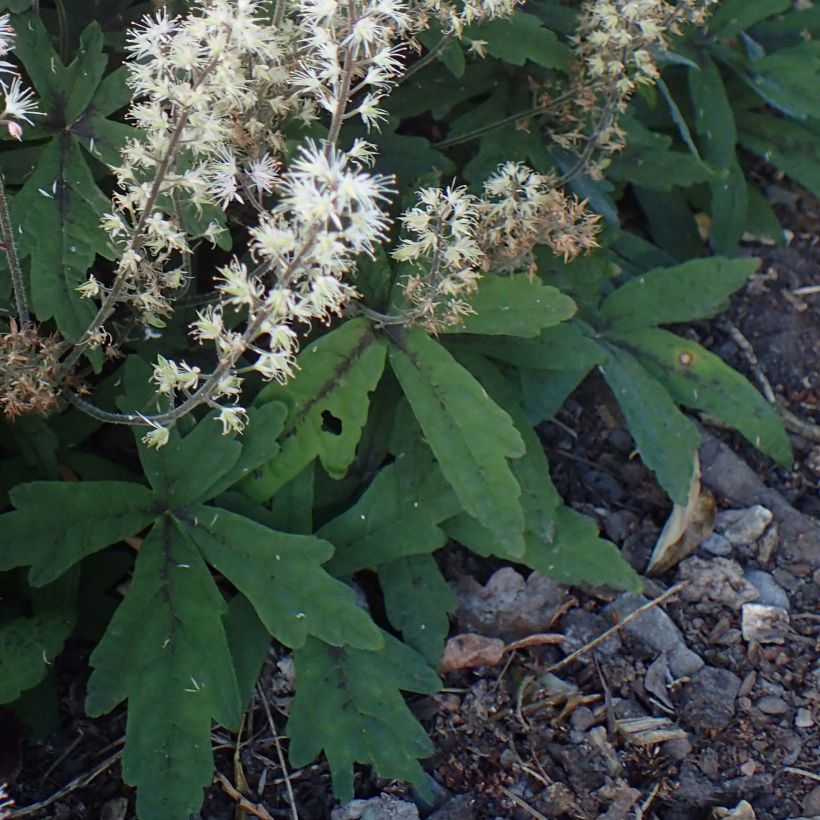 Tiarella Spring Symphony - Schuimbloem (Blad)