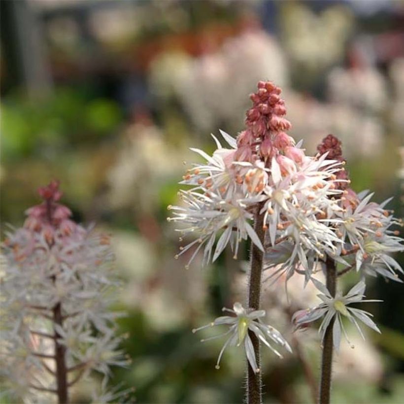 Tiarella Spring Symphony - Schuimbloem (Bloei)